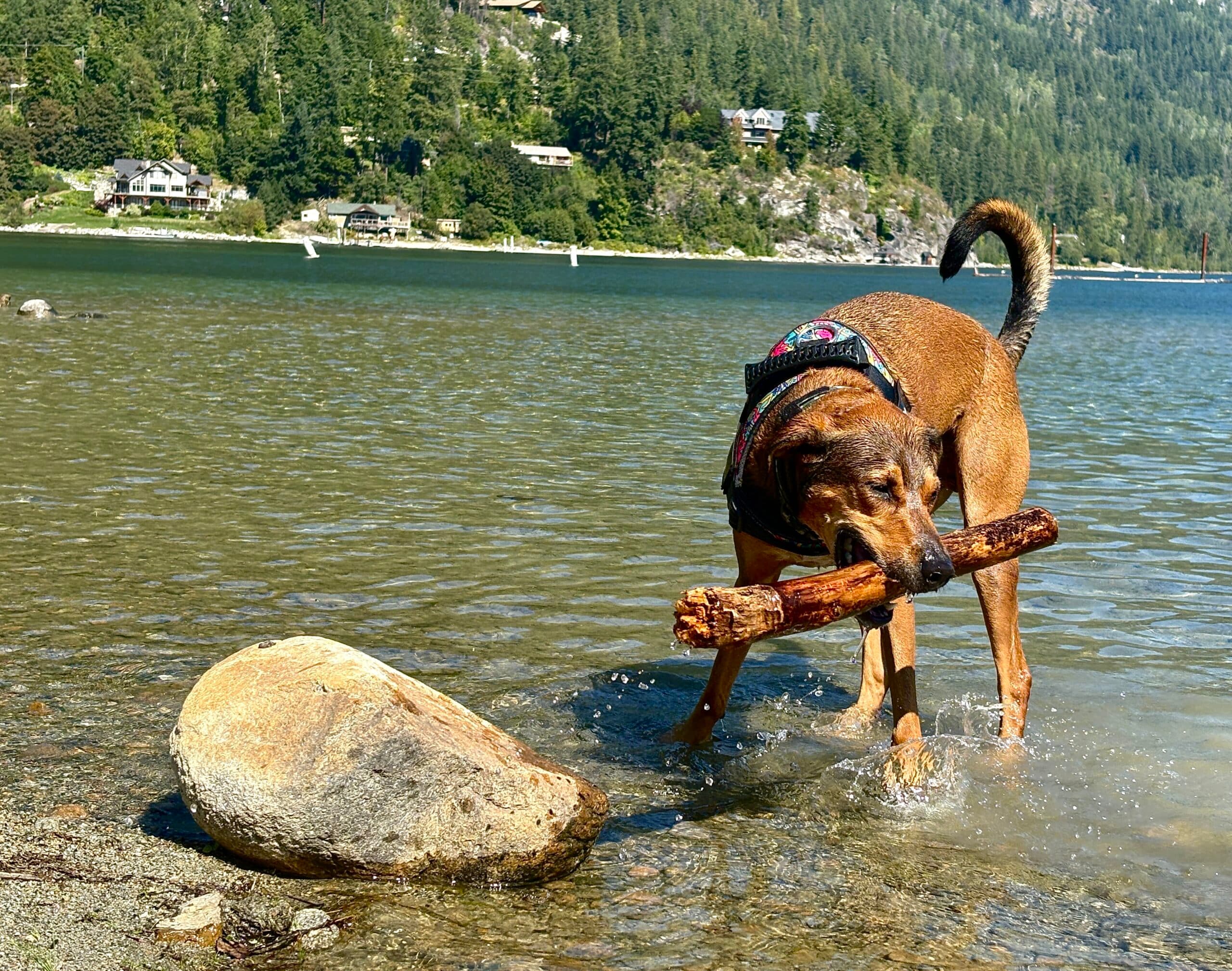 Huxley, photo 4 of 7