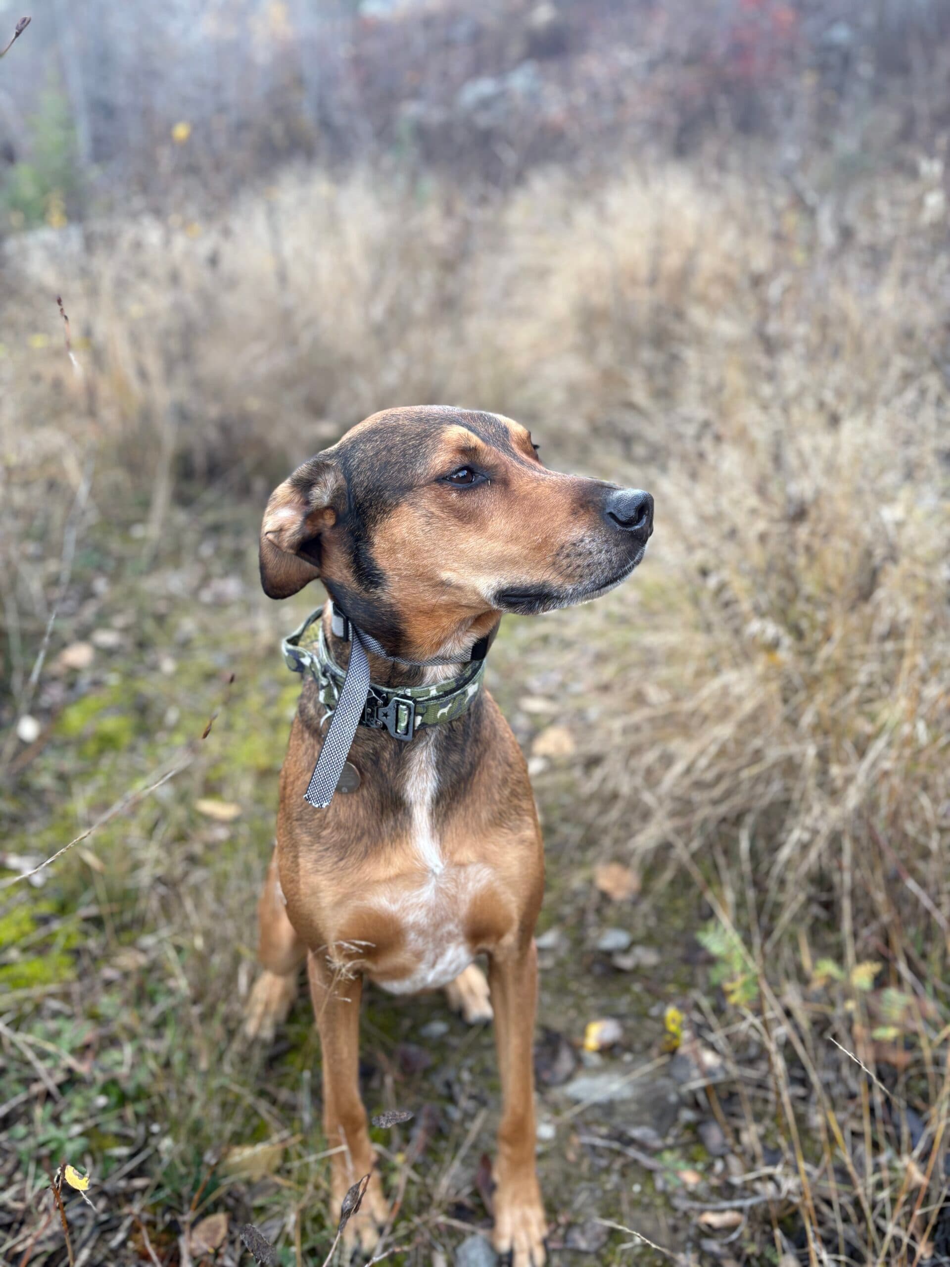 Huxley, photo 2 of 7