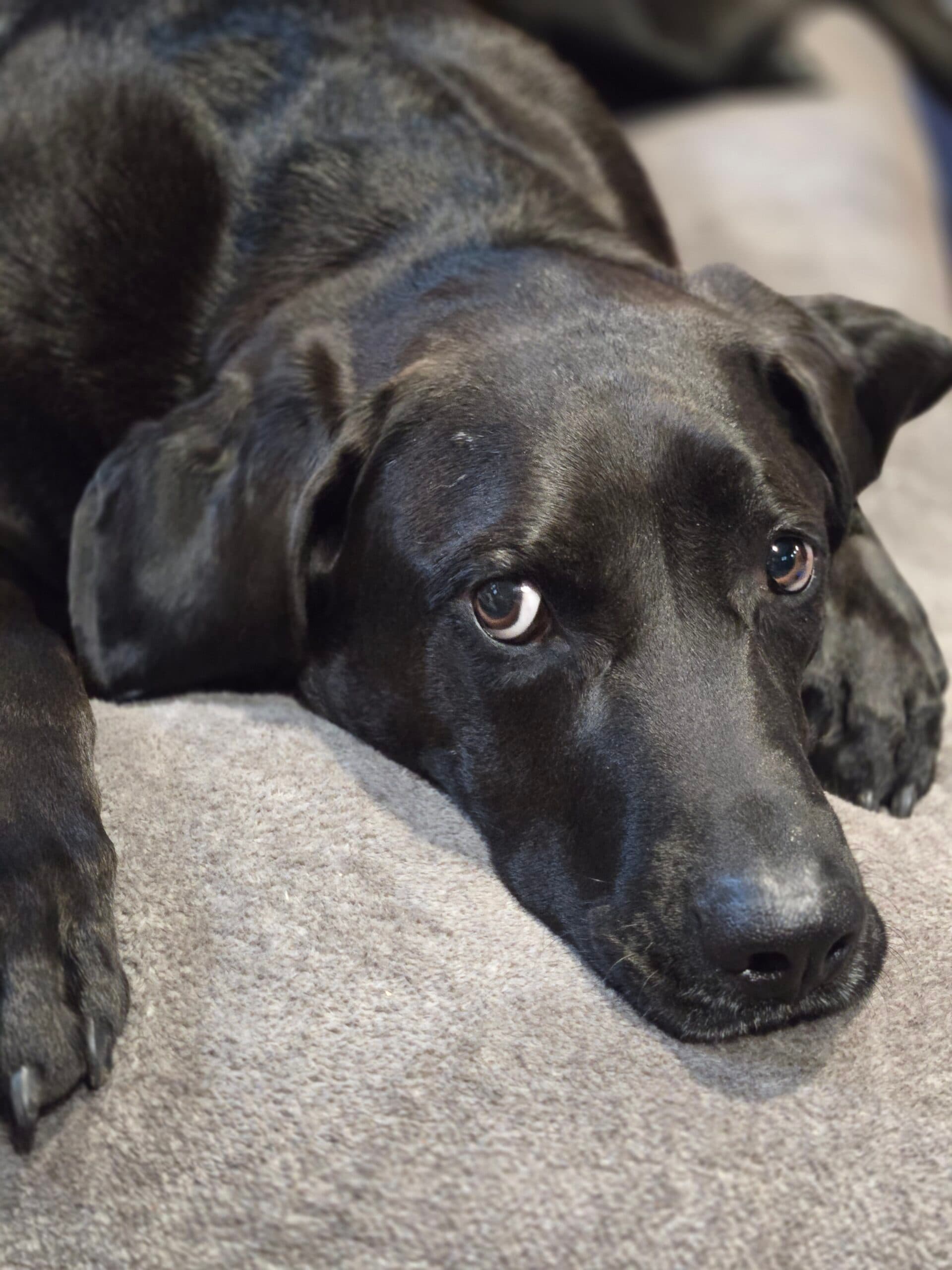 Max, photo 2 of 3