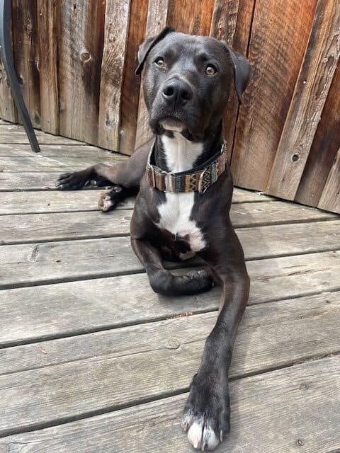 Freddie, photo 2 of 4