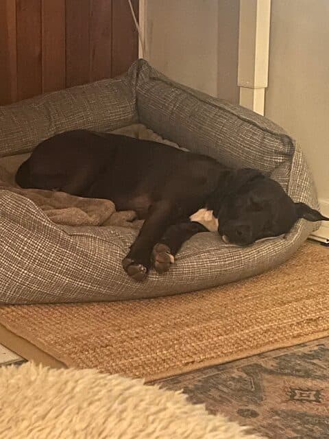 Freddie, photo 4 of 4