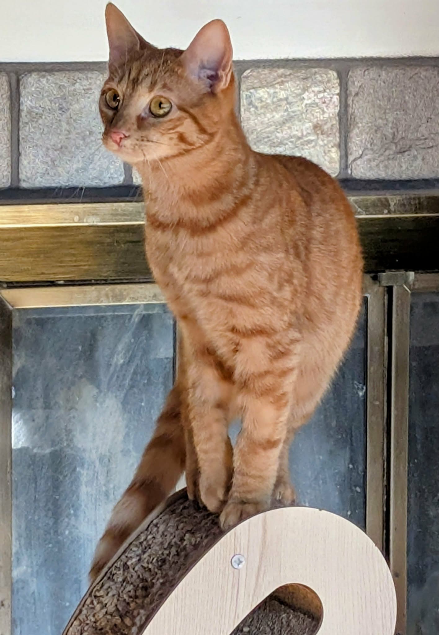 GinGin