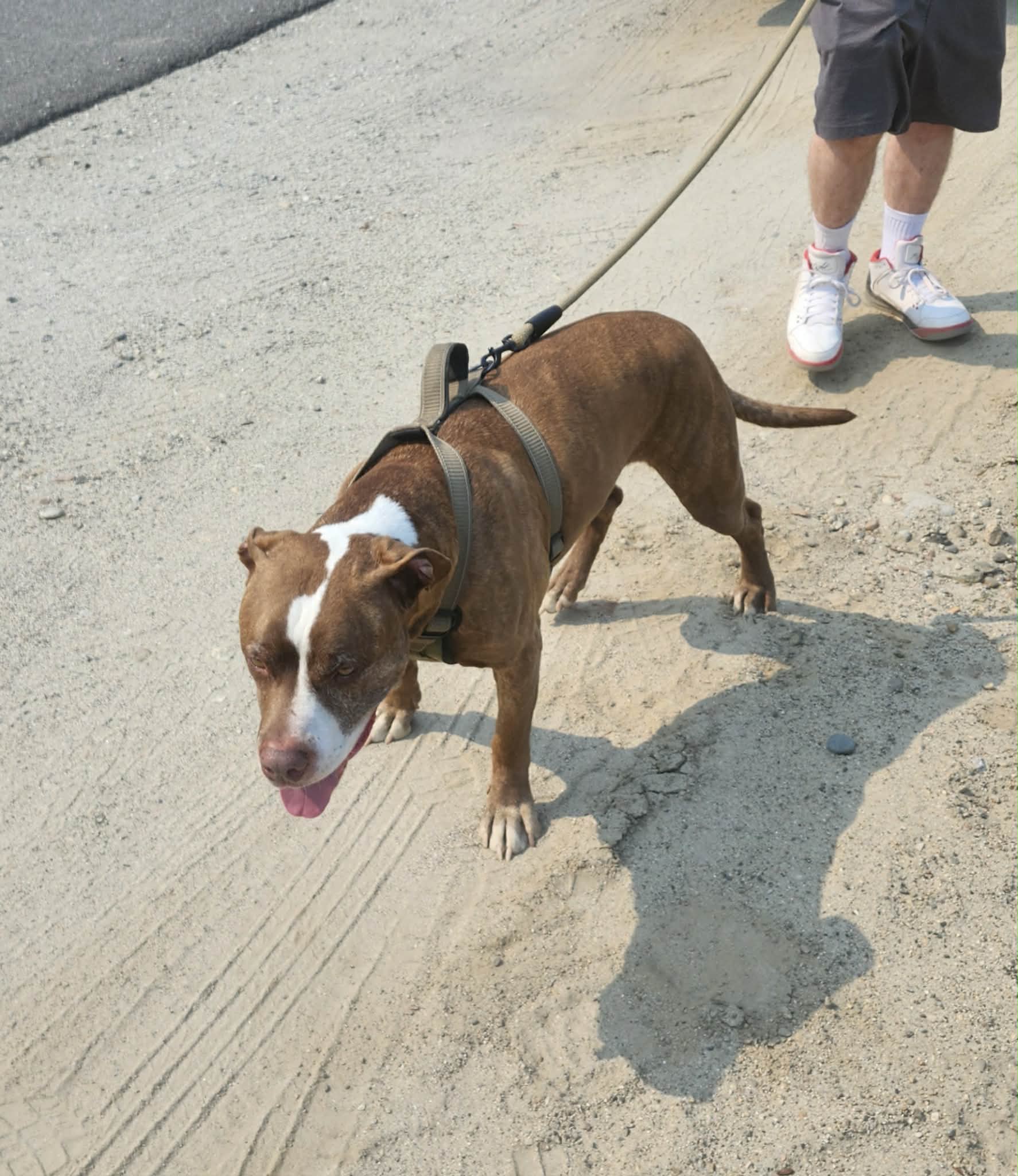 Kelo, photo 2 of 4