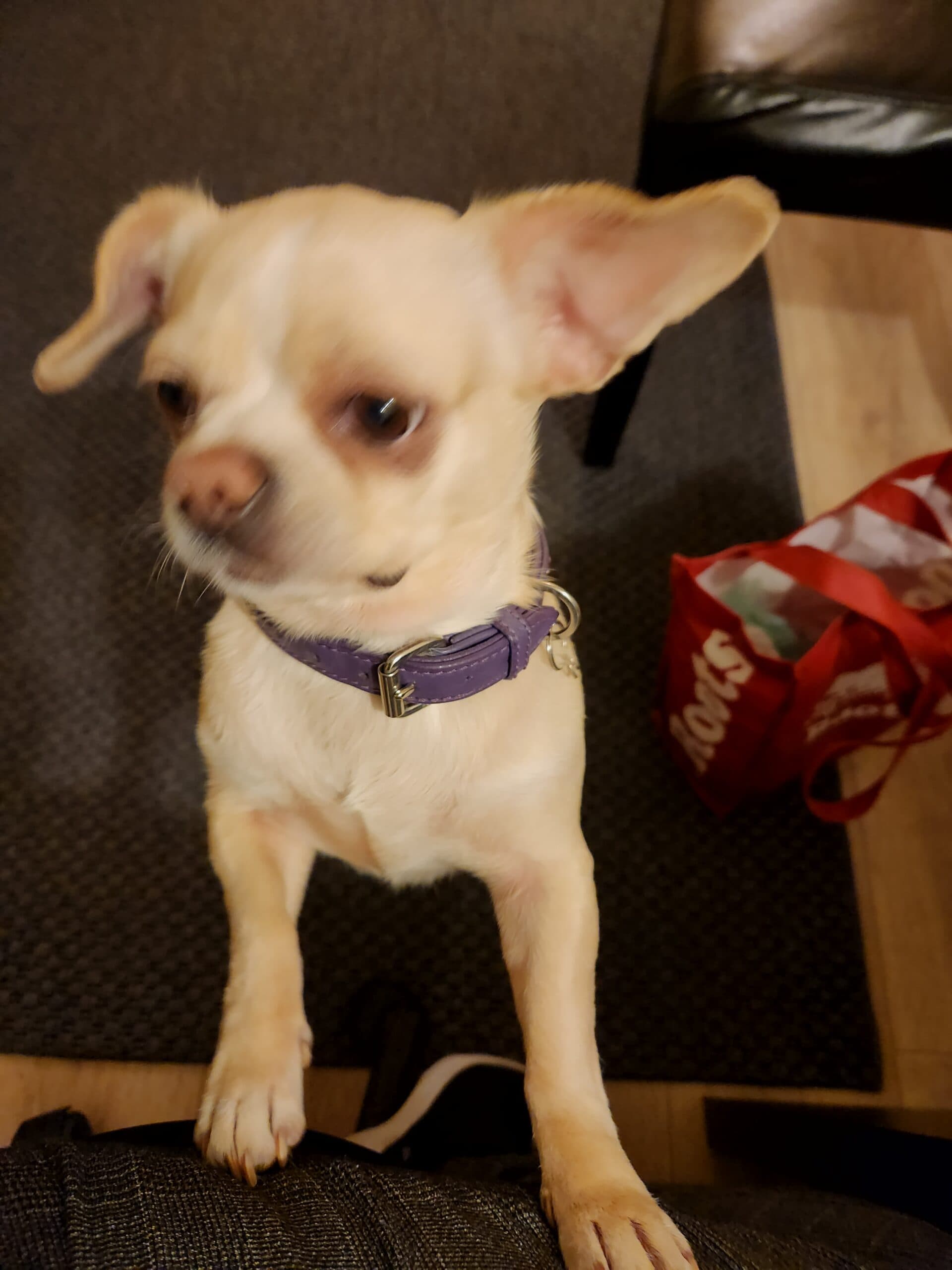 Lindy Lou, photo 3 of 7