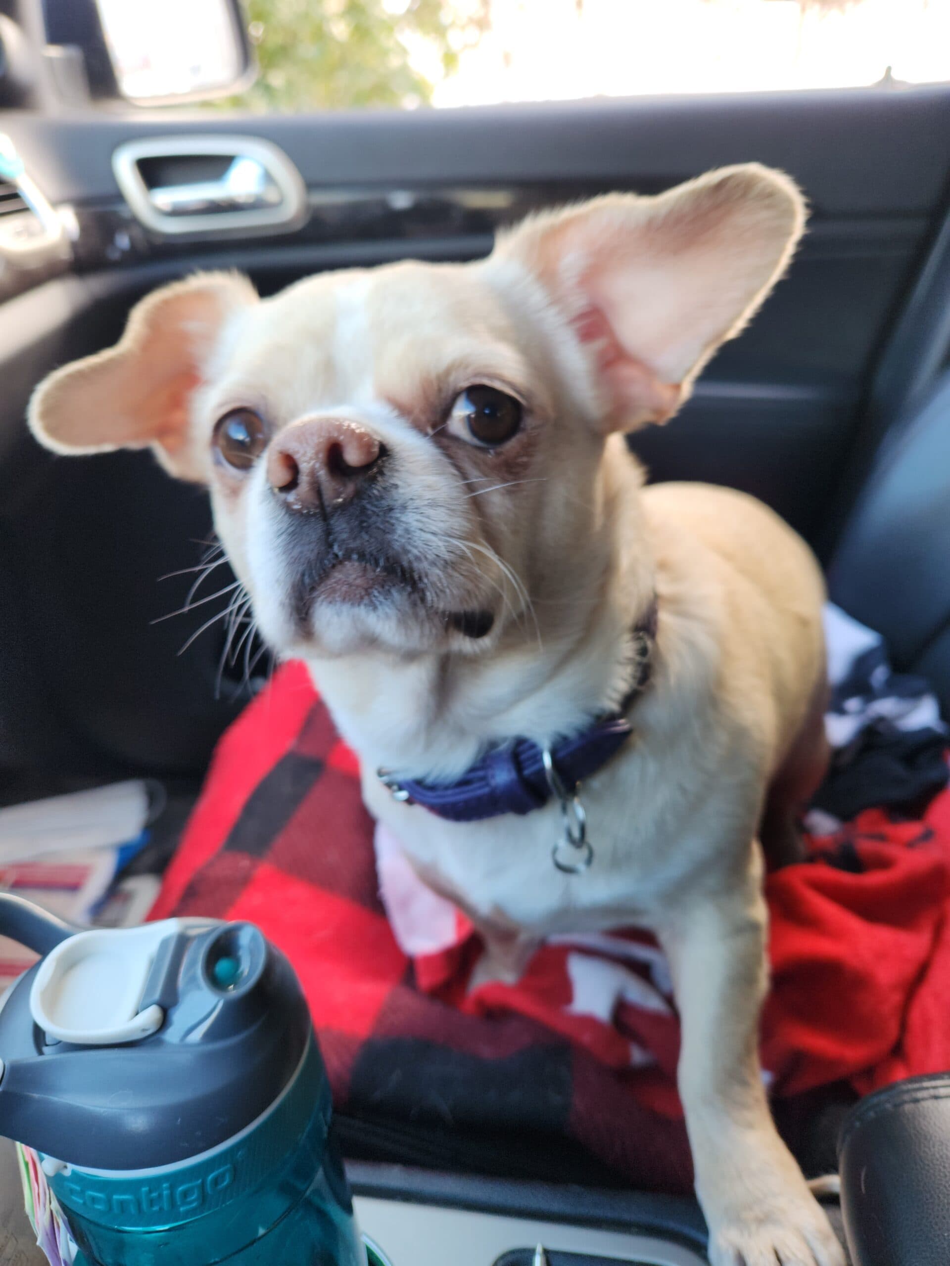 Lindy Lou, photo 4 of 7