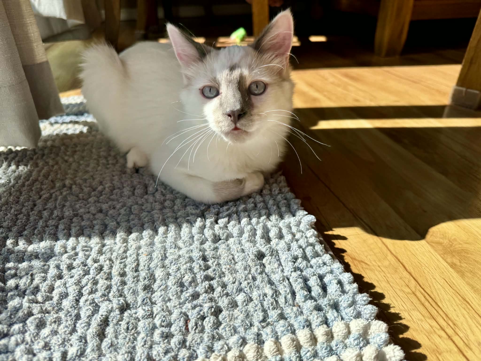 Chloe and the Whites, photo 4 of 6