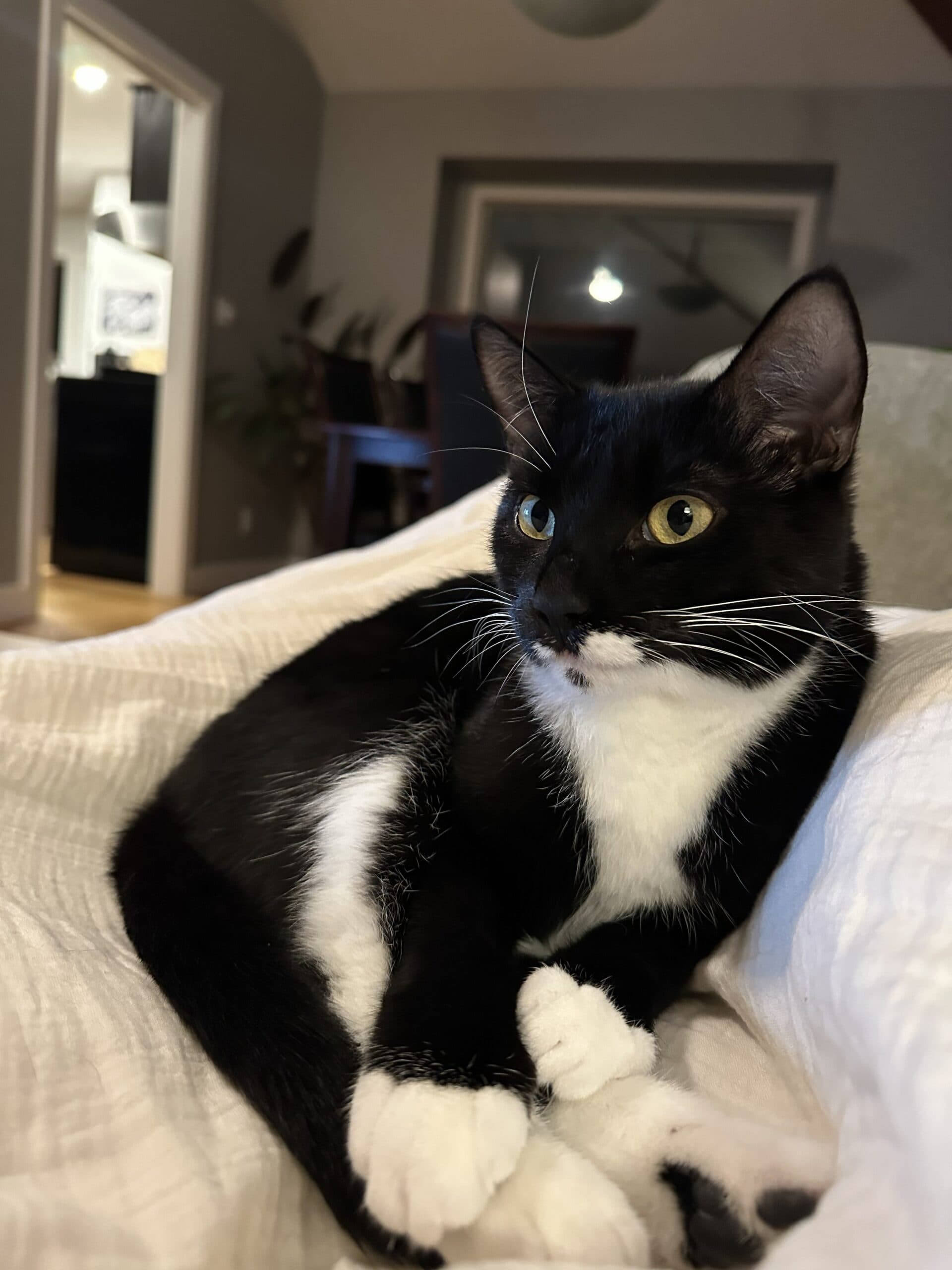 Cookie, photo 1 of 5