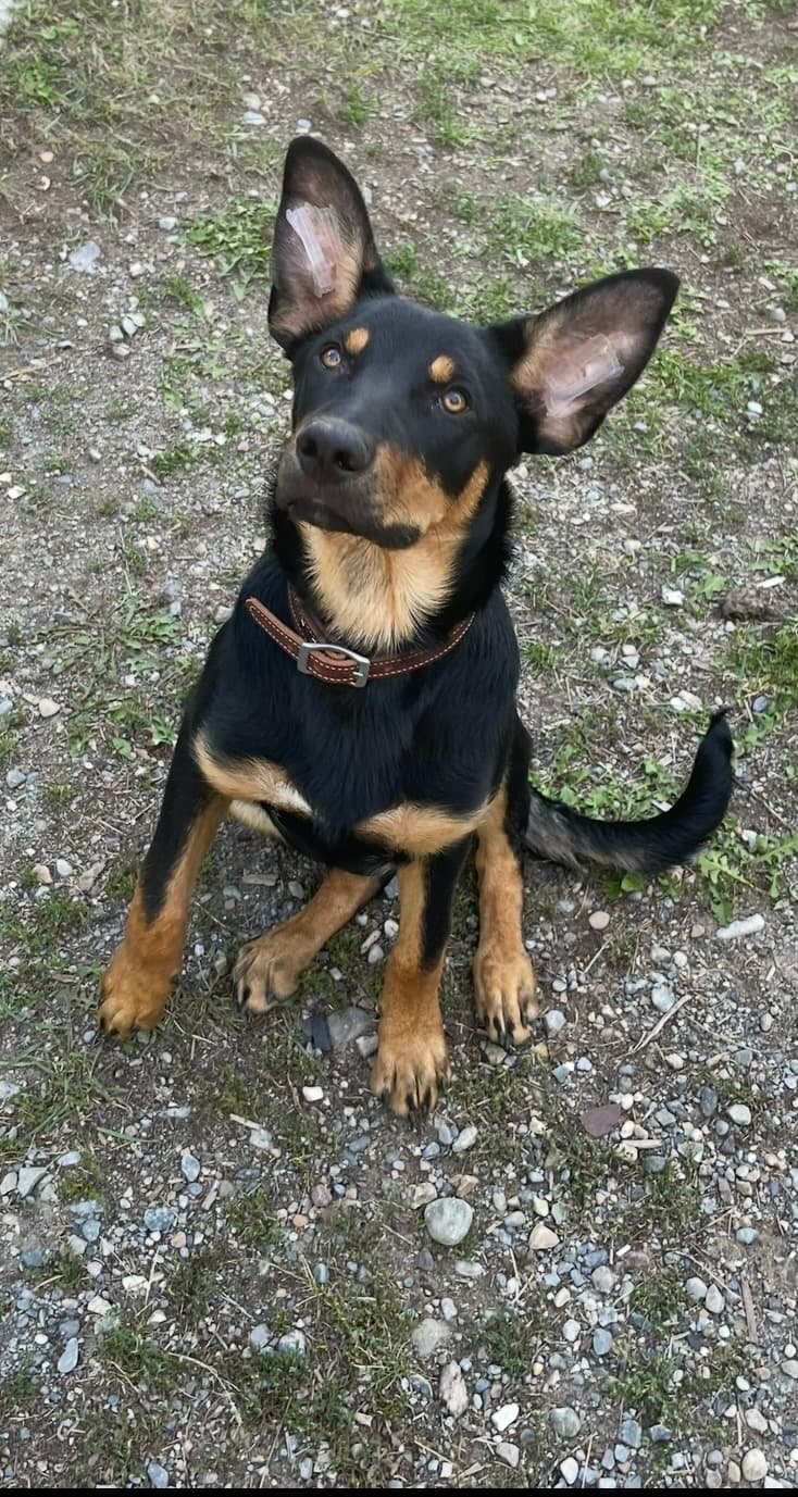 Jet, Australia Kelpie, photo 2 of 4