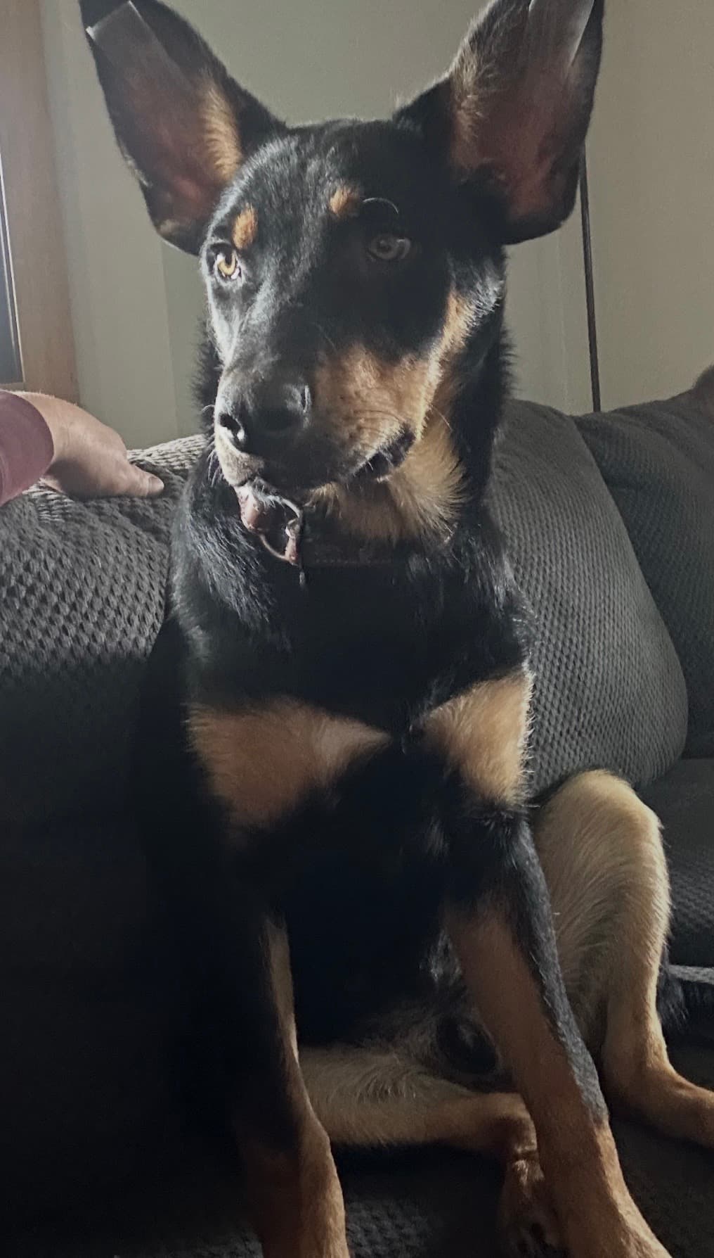 Jet, Australia Kelpie, photo 3 of 4
