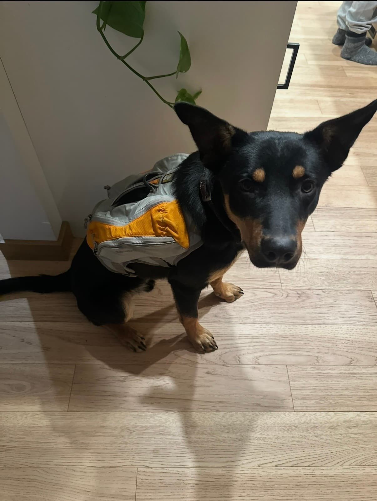 Jet, Australia Kelpie, photo 4 of 4