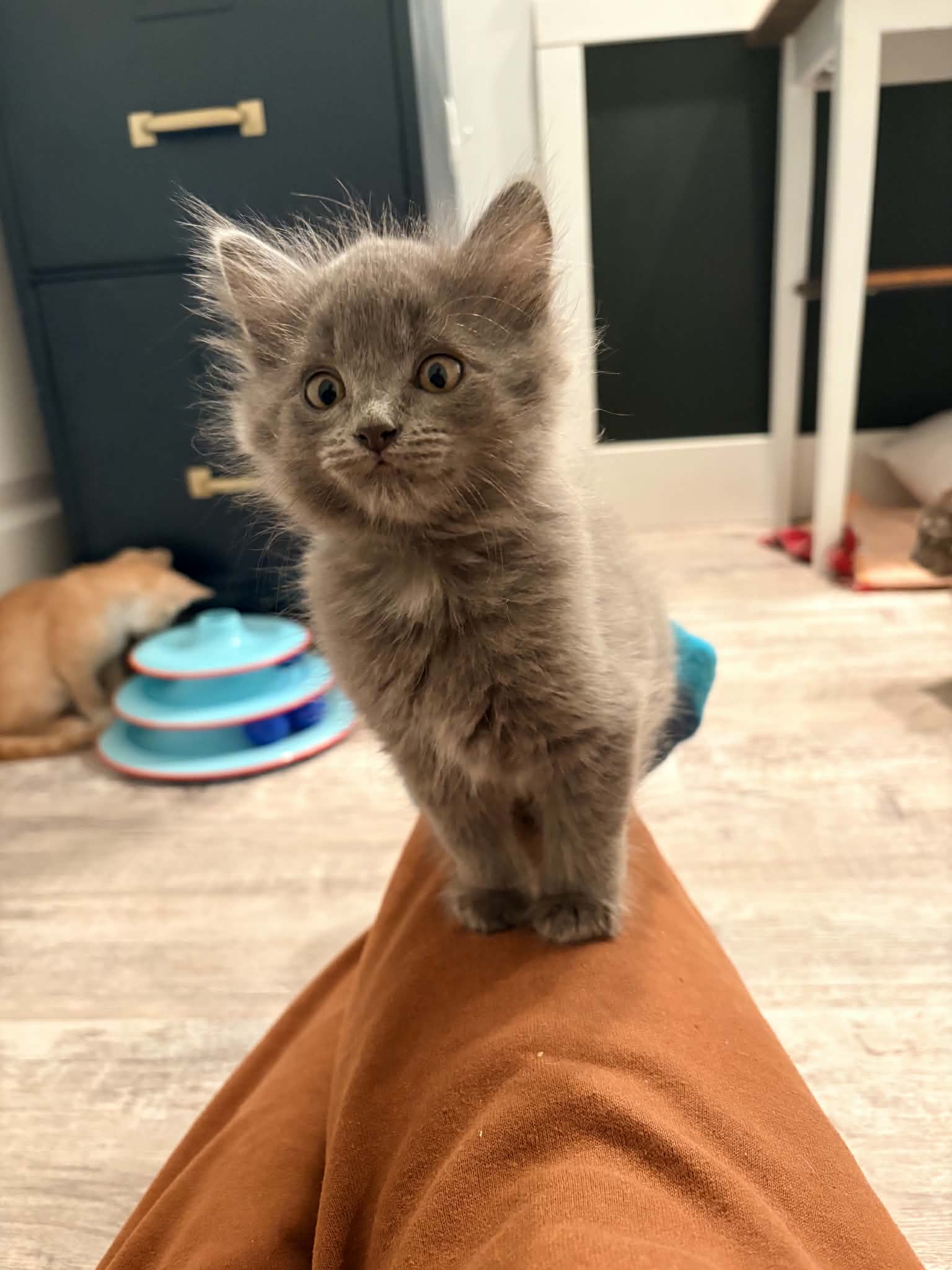 The M kittens, photo 5 of 6