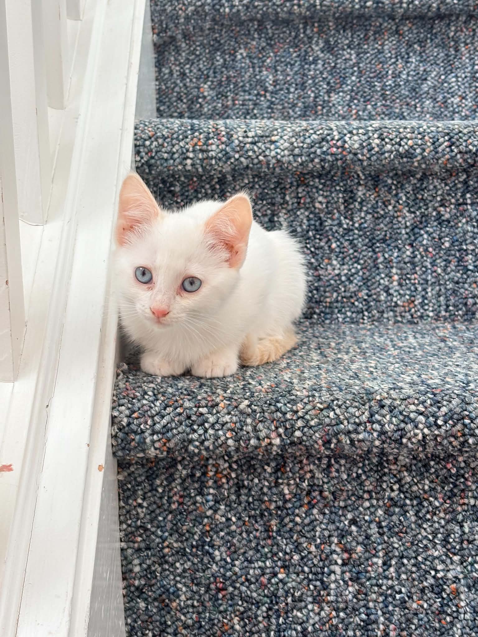 The M kittens, photo 6 of 6