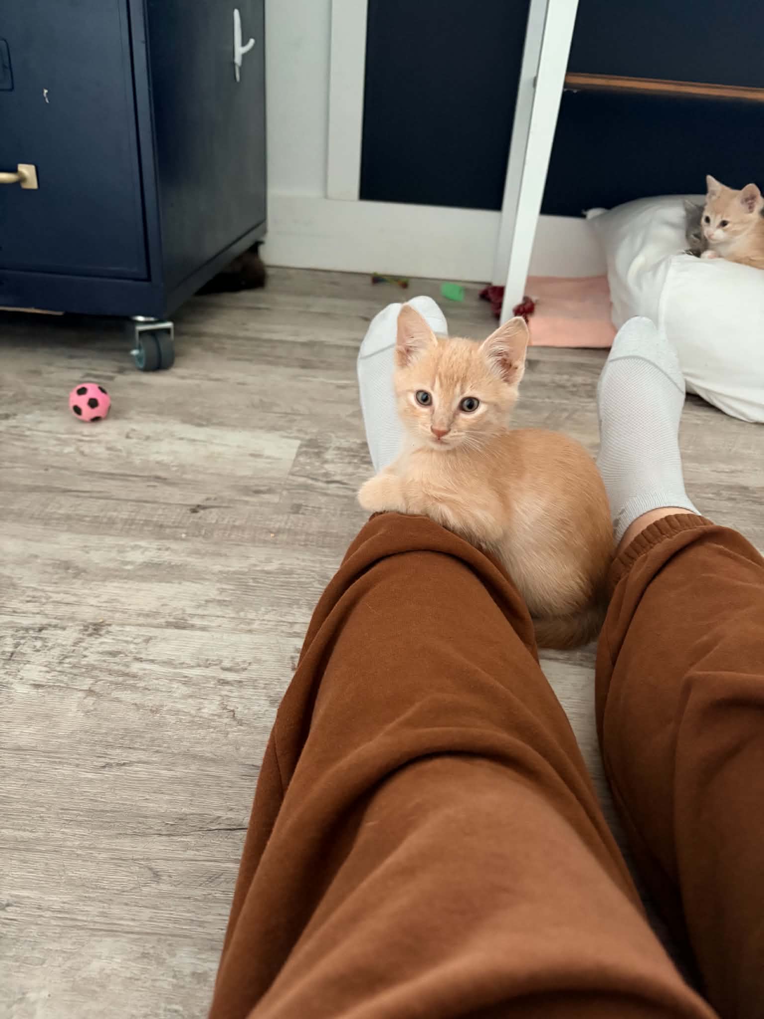 The M kittens, photo 3 of 6