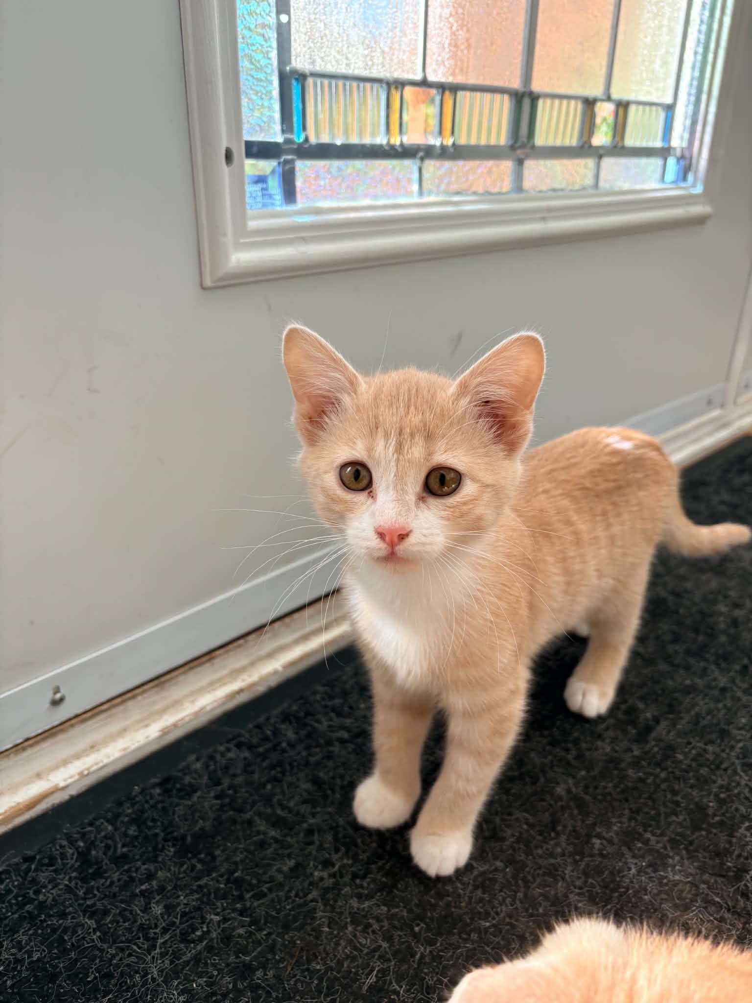 The M kittens, photo 4 of 6