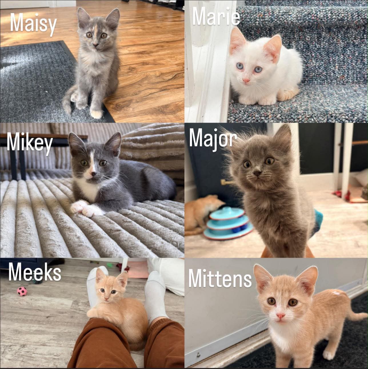 The M kittens, photo 1 of 6