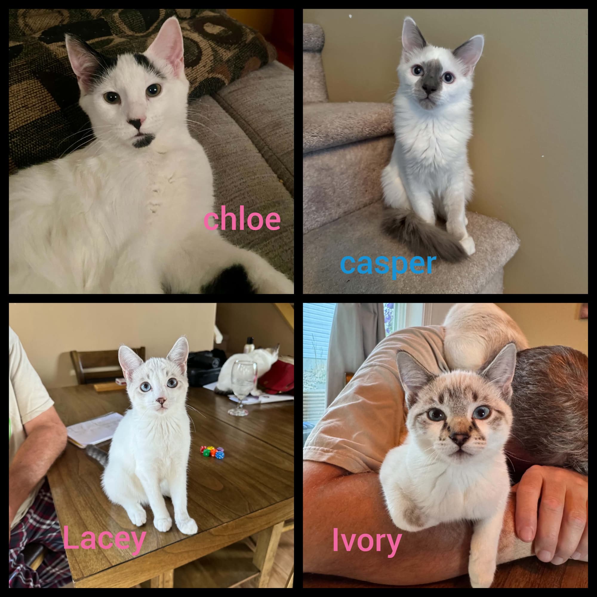 Chloe and the Whites