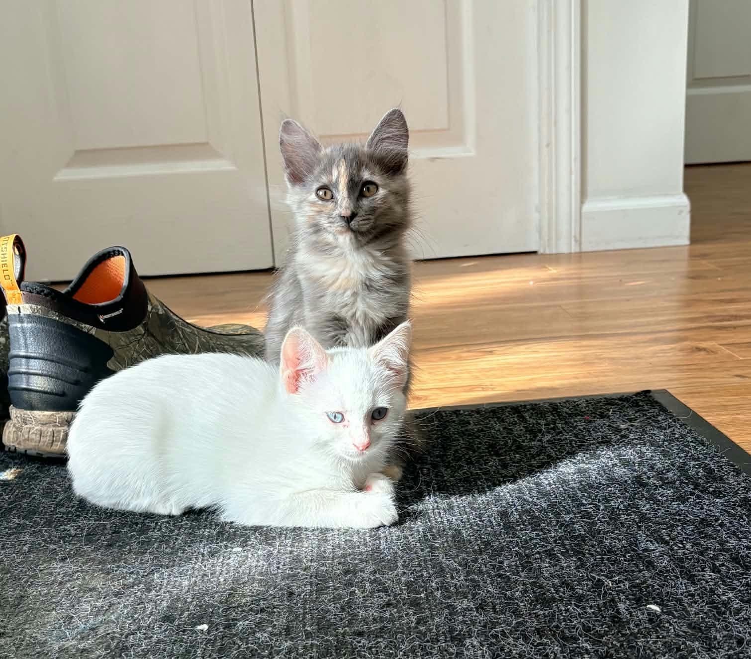 The M kittens, photo 2 of 6