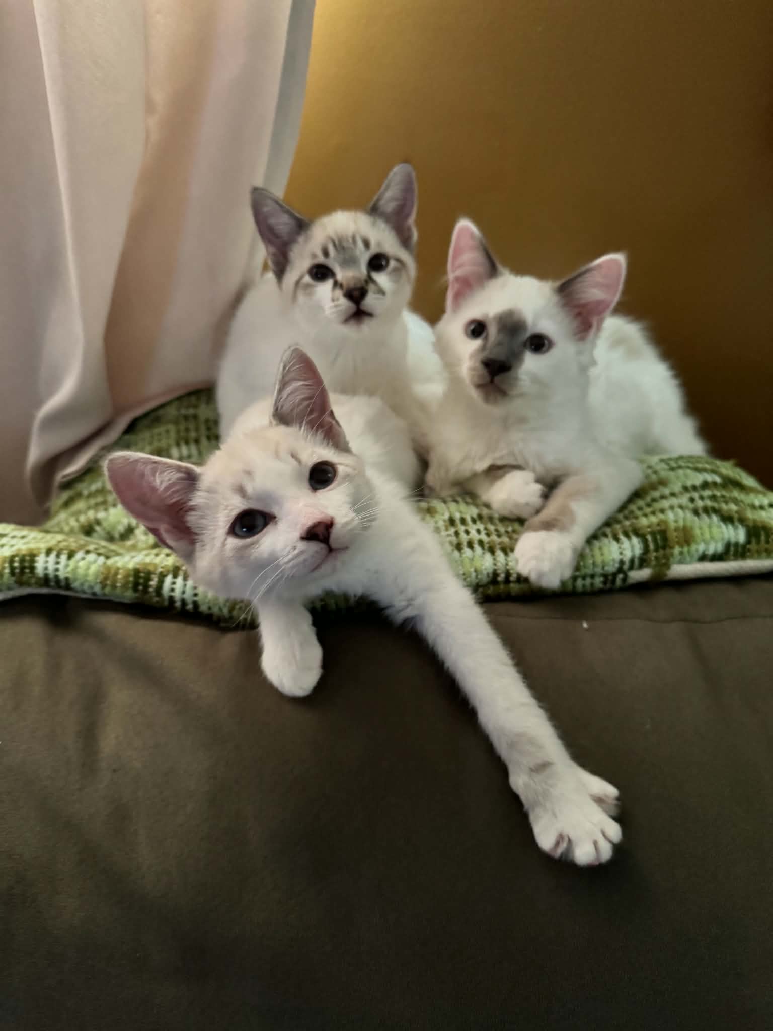 Chloe and the Whites, photo 2 of 6