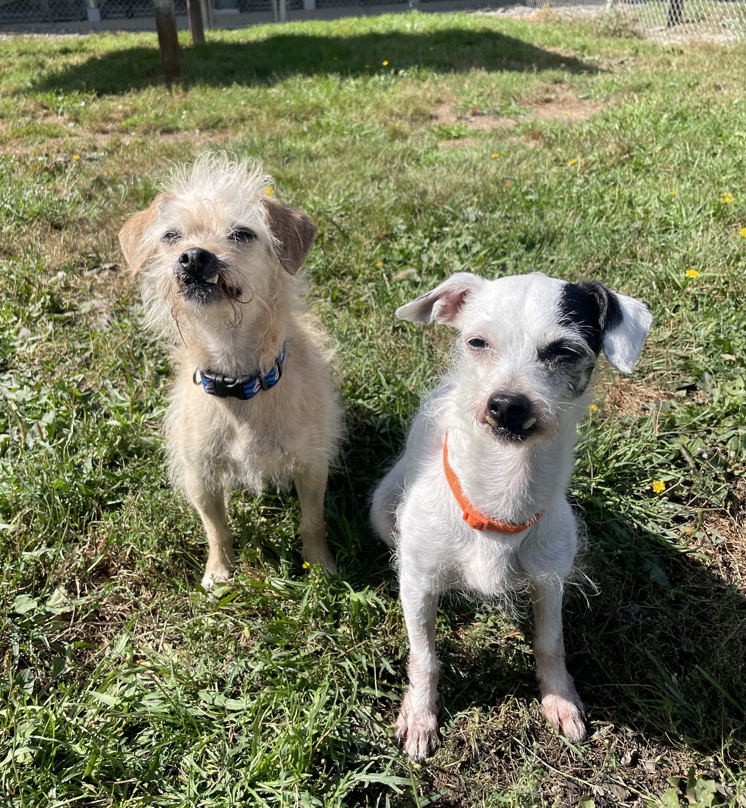 Lulu and Endako, photo 7 of 8