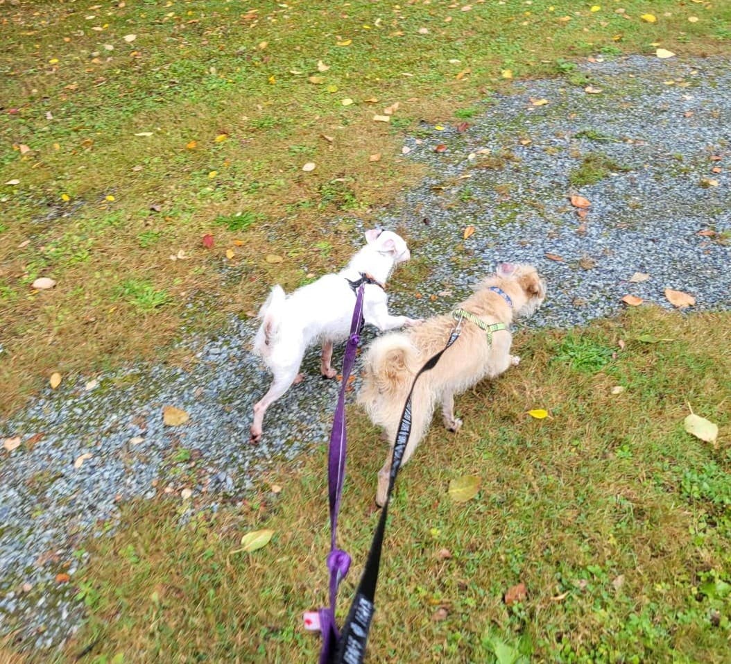 Lulu and Endako, photo 6 of 8