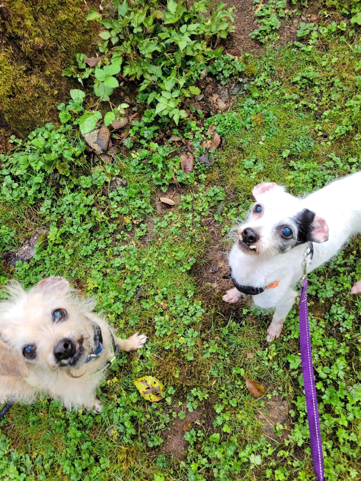Lulu and Endako, photo 5 of 8