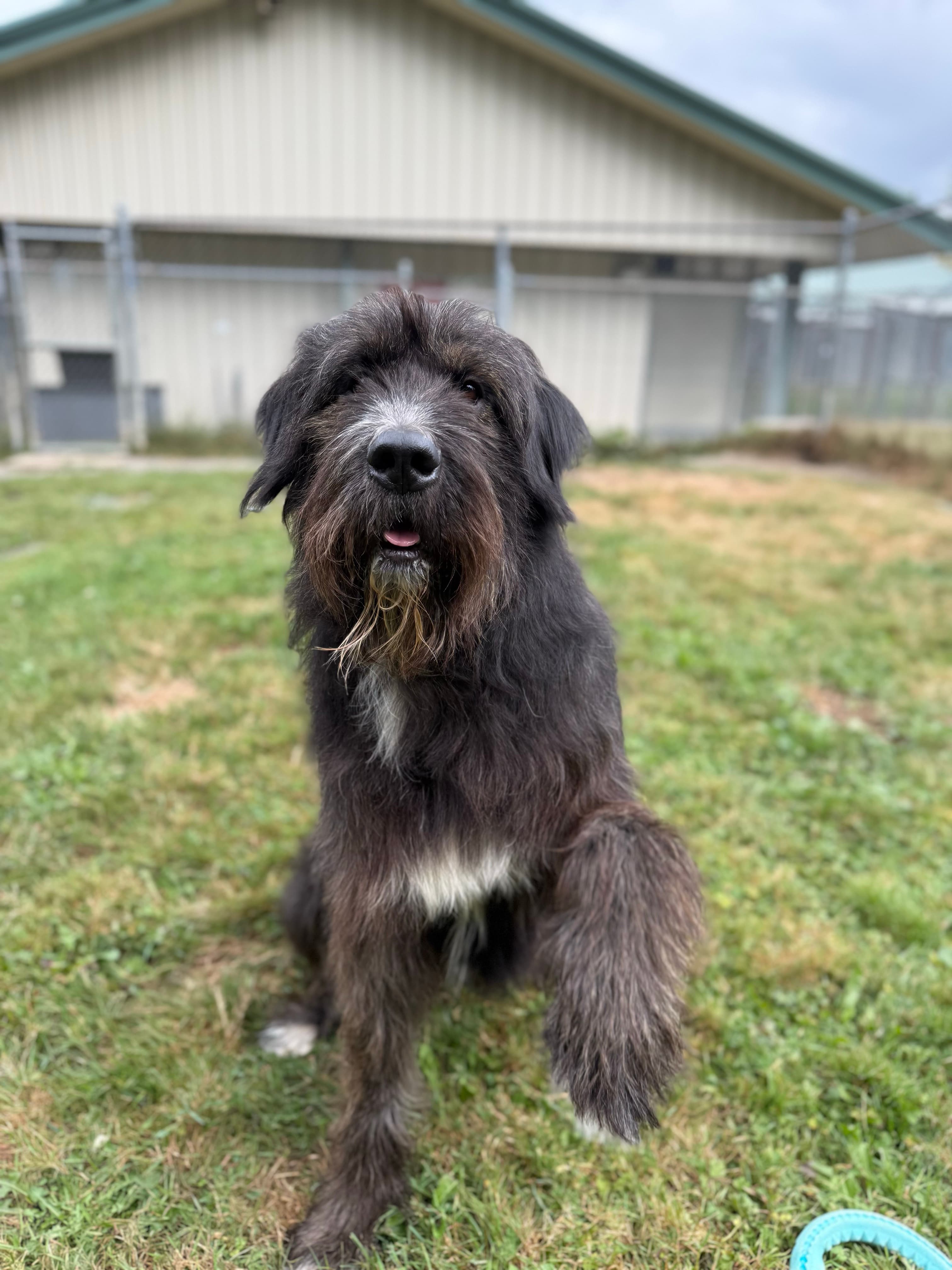 Barkley, photo 7 of 8
