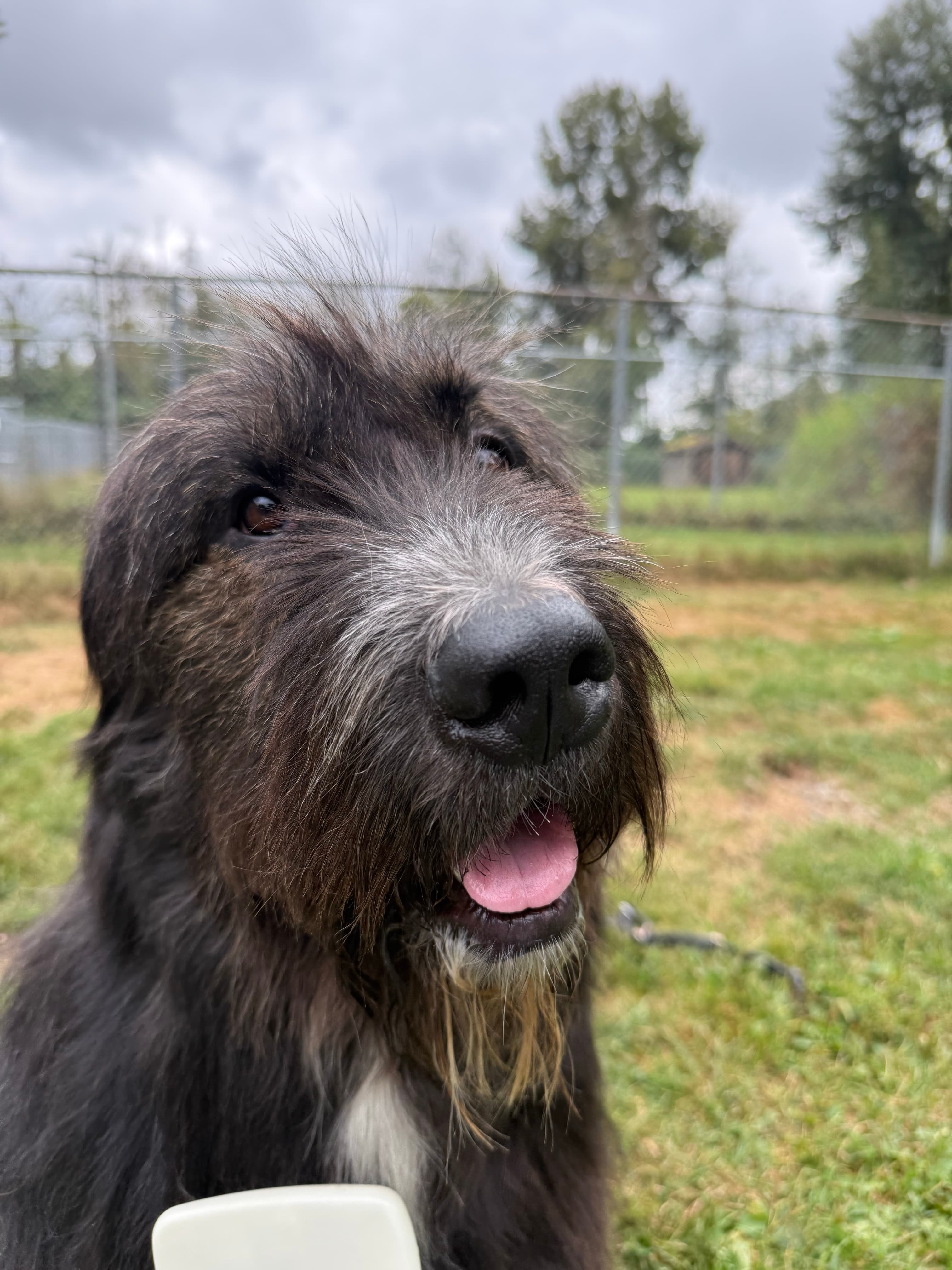 Barkley, photo 5 of 8