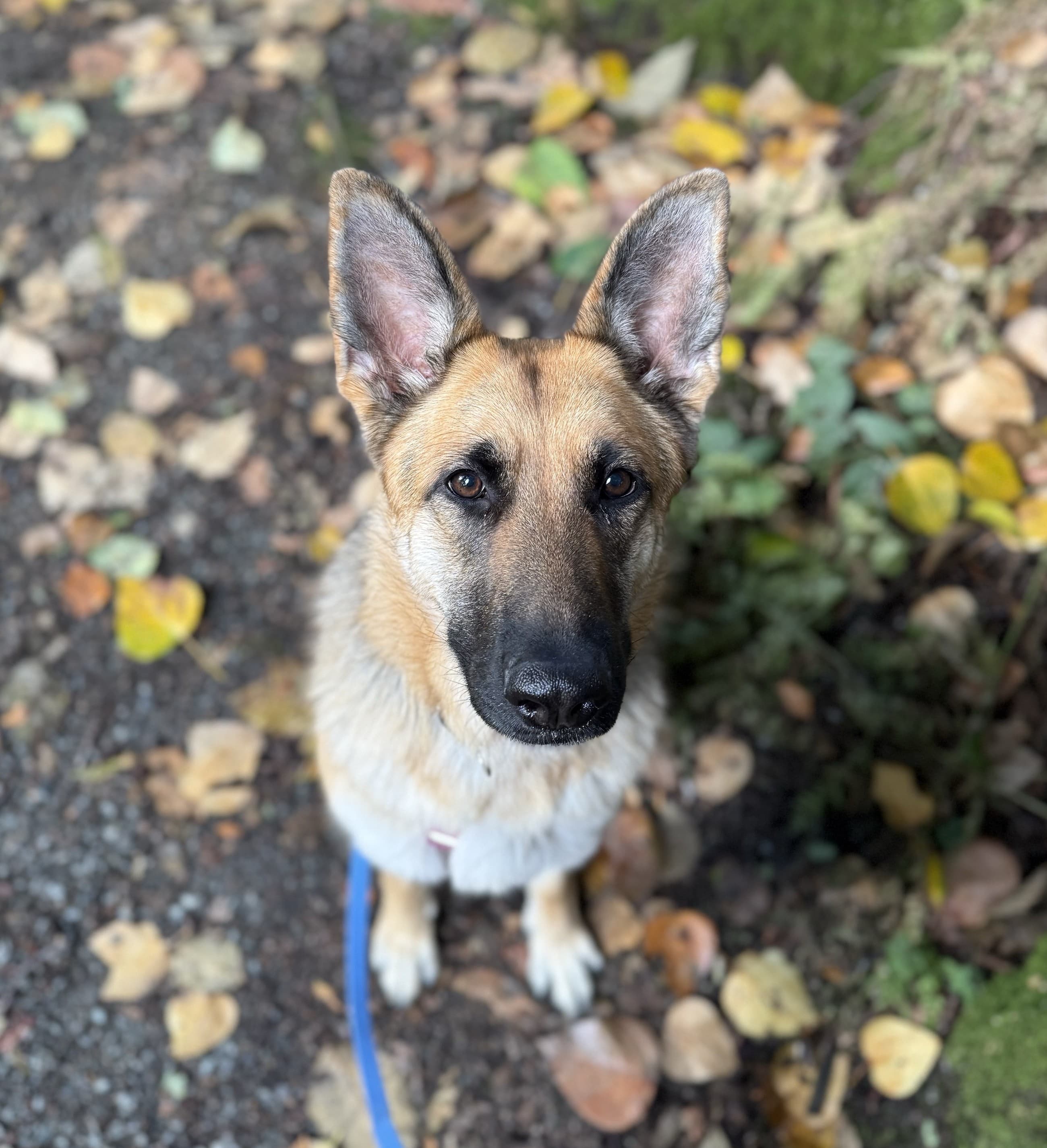 Alaya