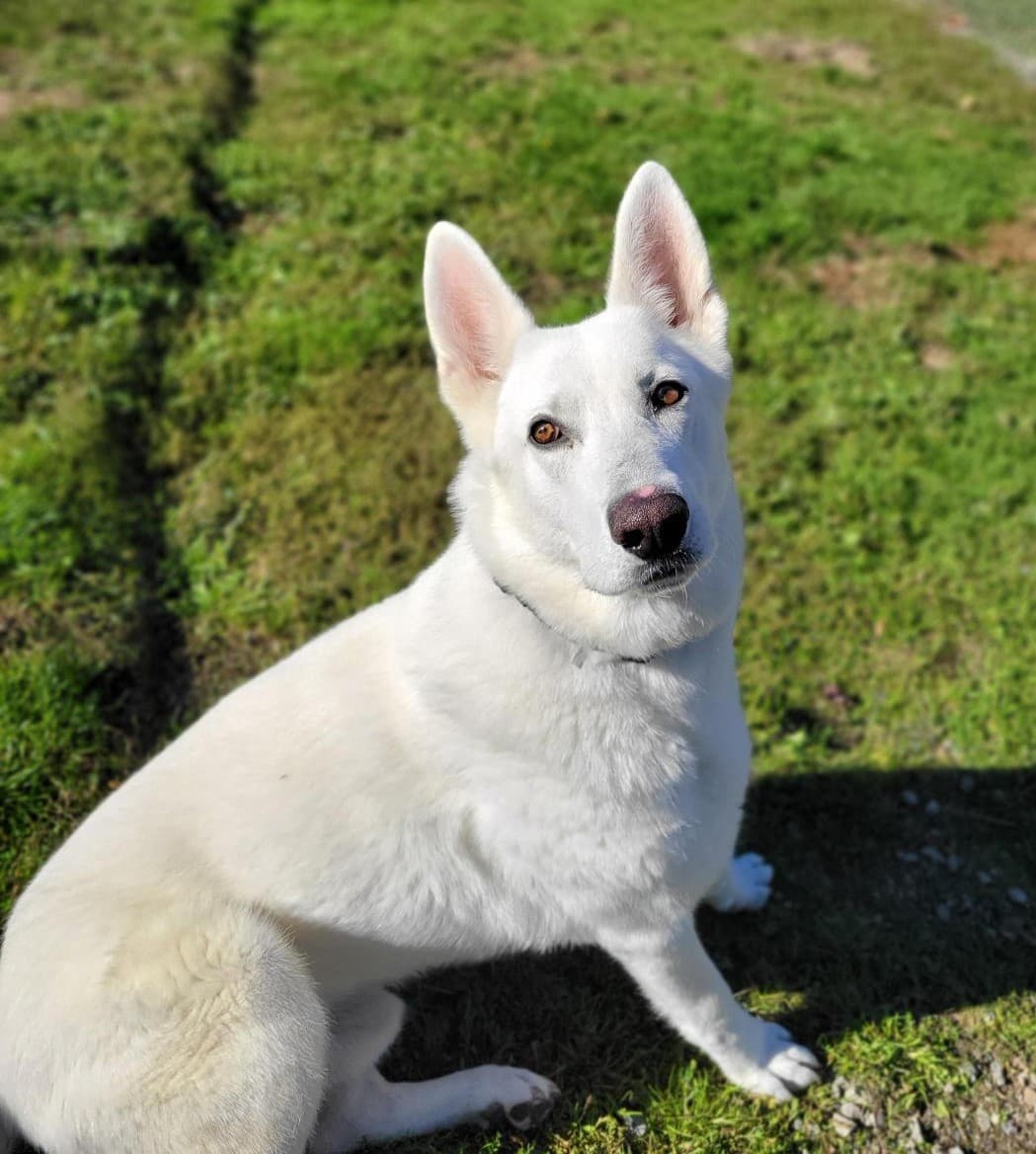 Draco