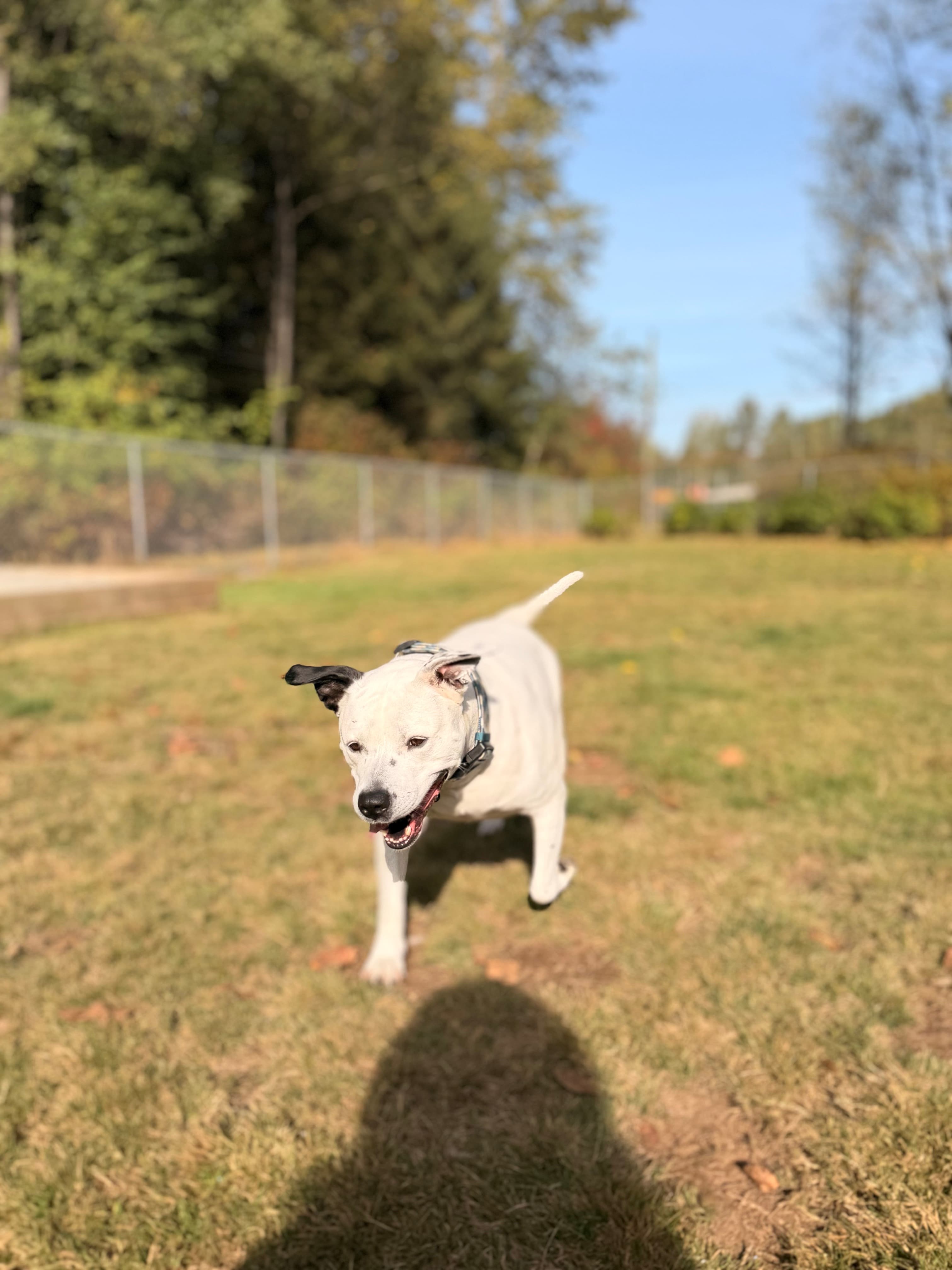 Bella, photo 6 of 8