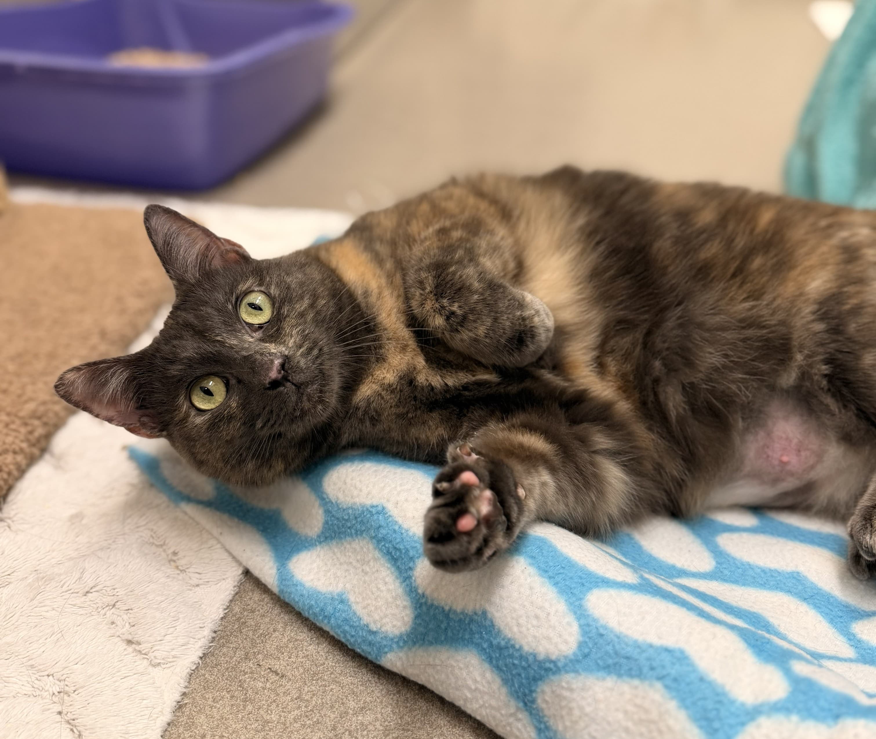 Marmalade
