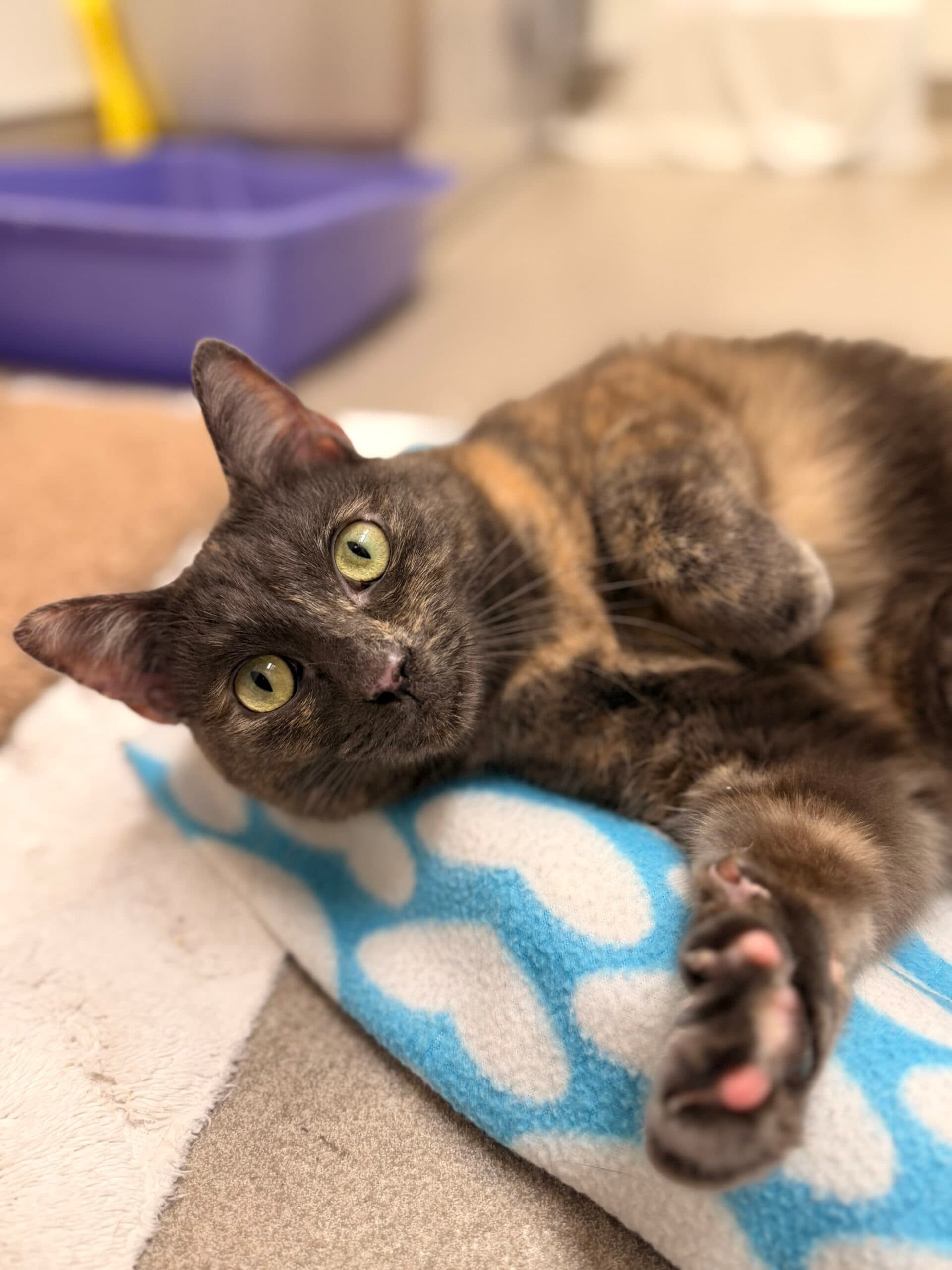 Marmalade