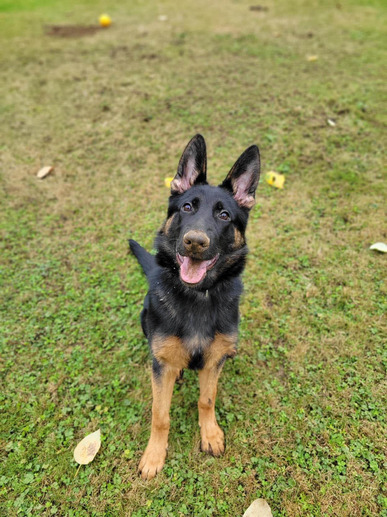 Timber