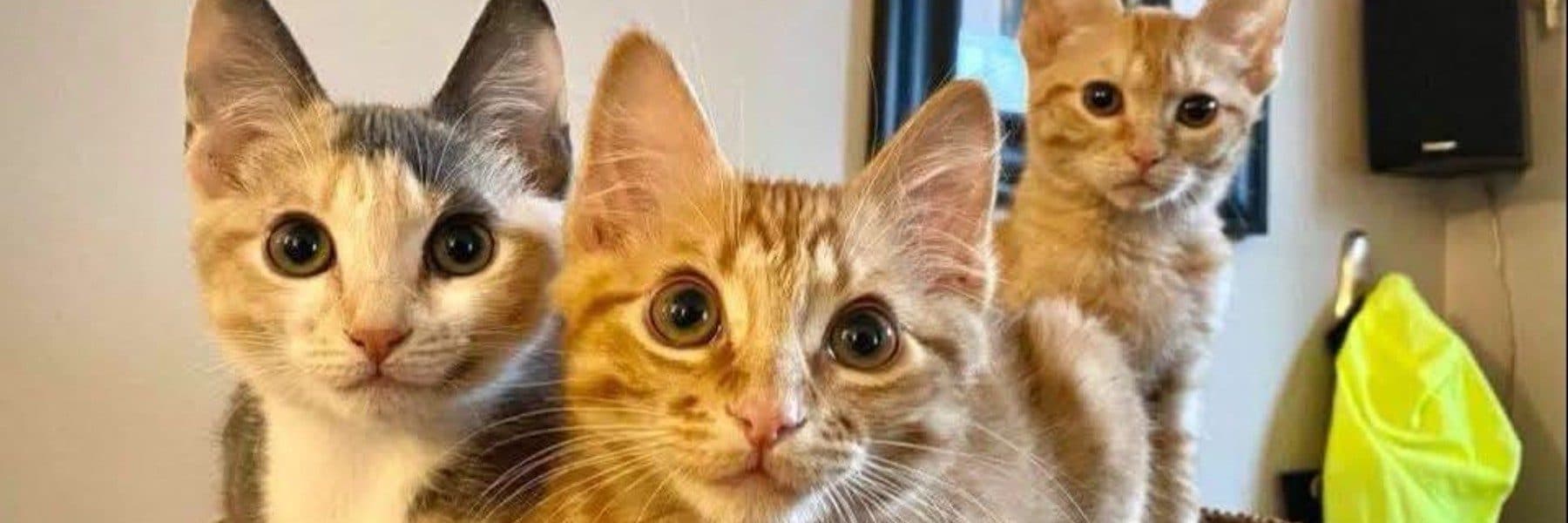 ABC Cat Rescue