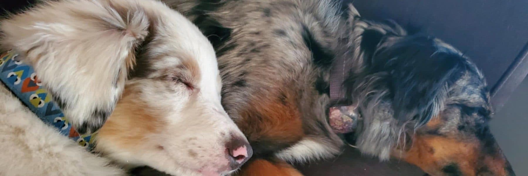 Aide for Paws & Rescue Society