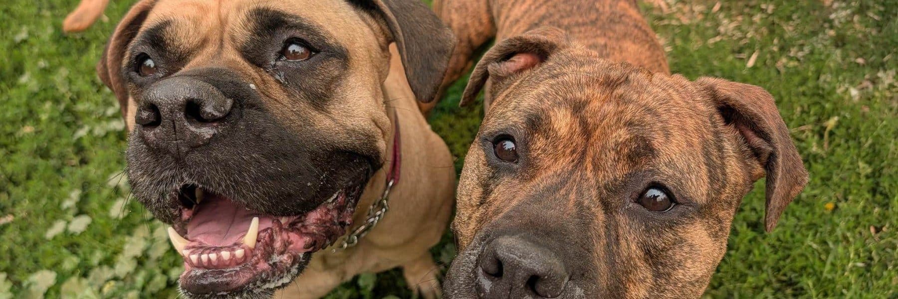 Angel's Animal Rescue