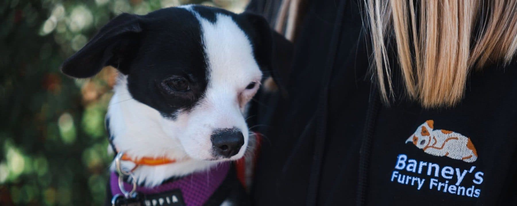 Barney's Furry Friends Rescue
