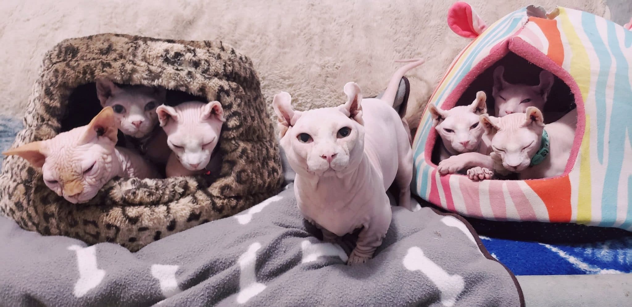 BC Sphynx Rescue