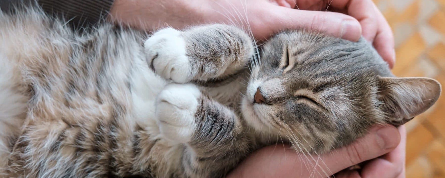 Cat Advocates Teaching & Saving Society