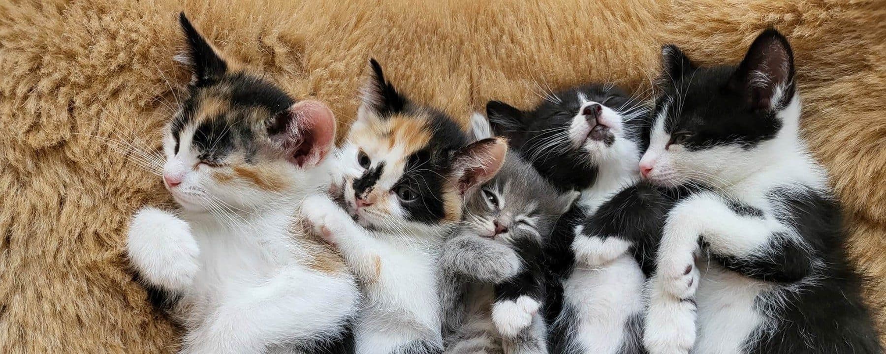 Cats' Cradle Animal Rescue
