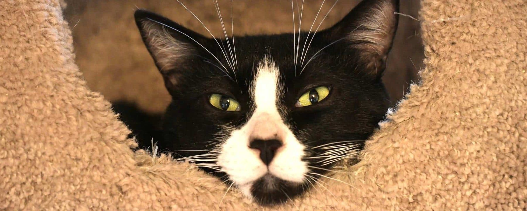 Chilliwack Animal Safe Haven Society