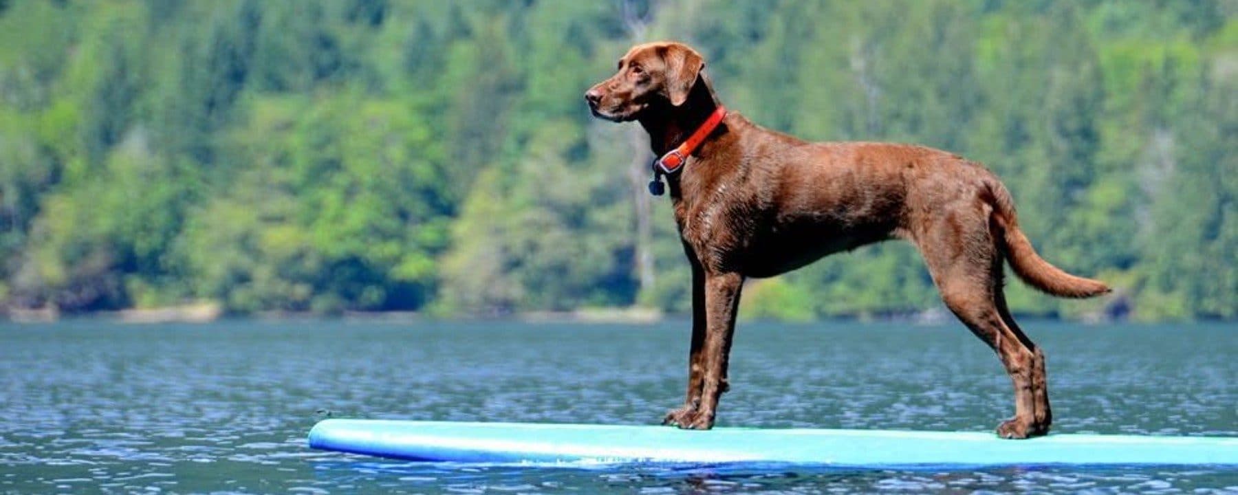 Companion Animal Rescue & Outreach