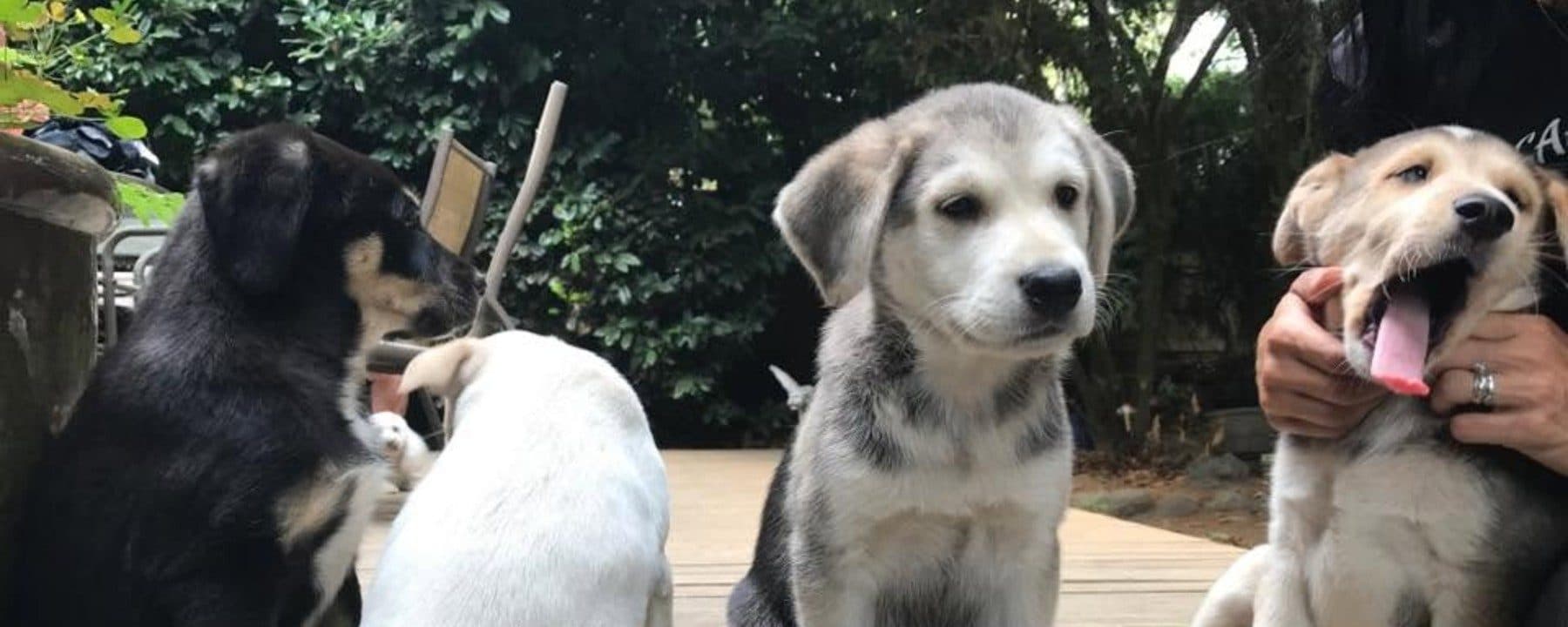 Endless Pawsabilities
