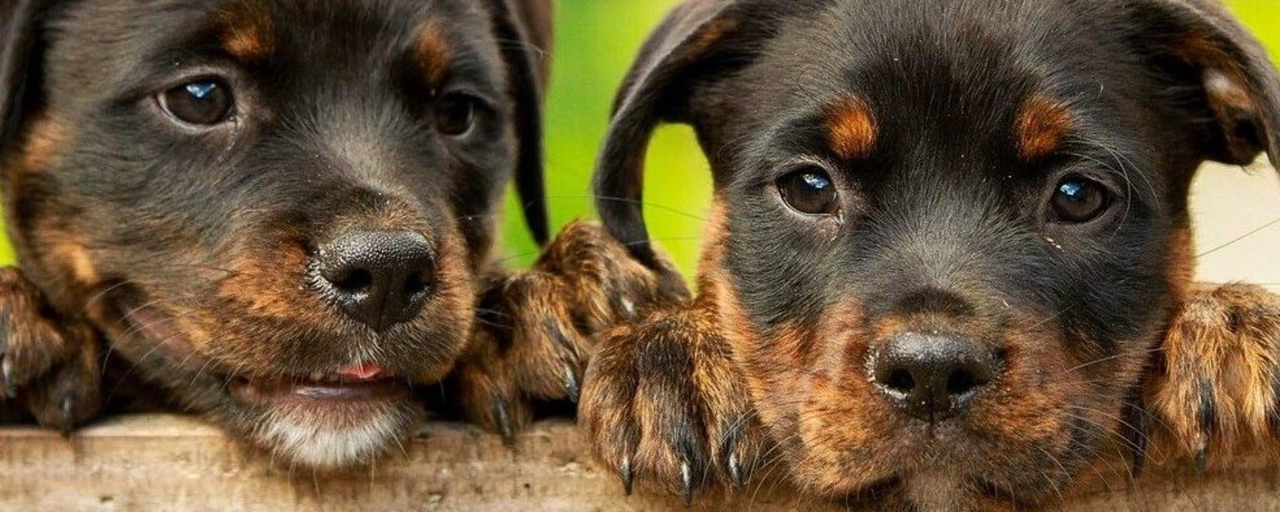 GVA Cares Rescue