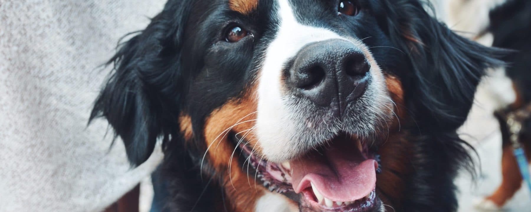 Gwaii Animal Helpline