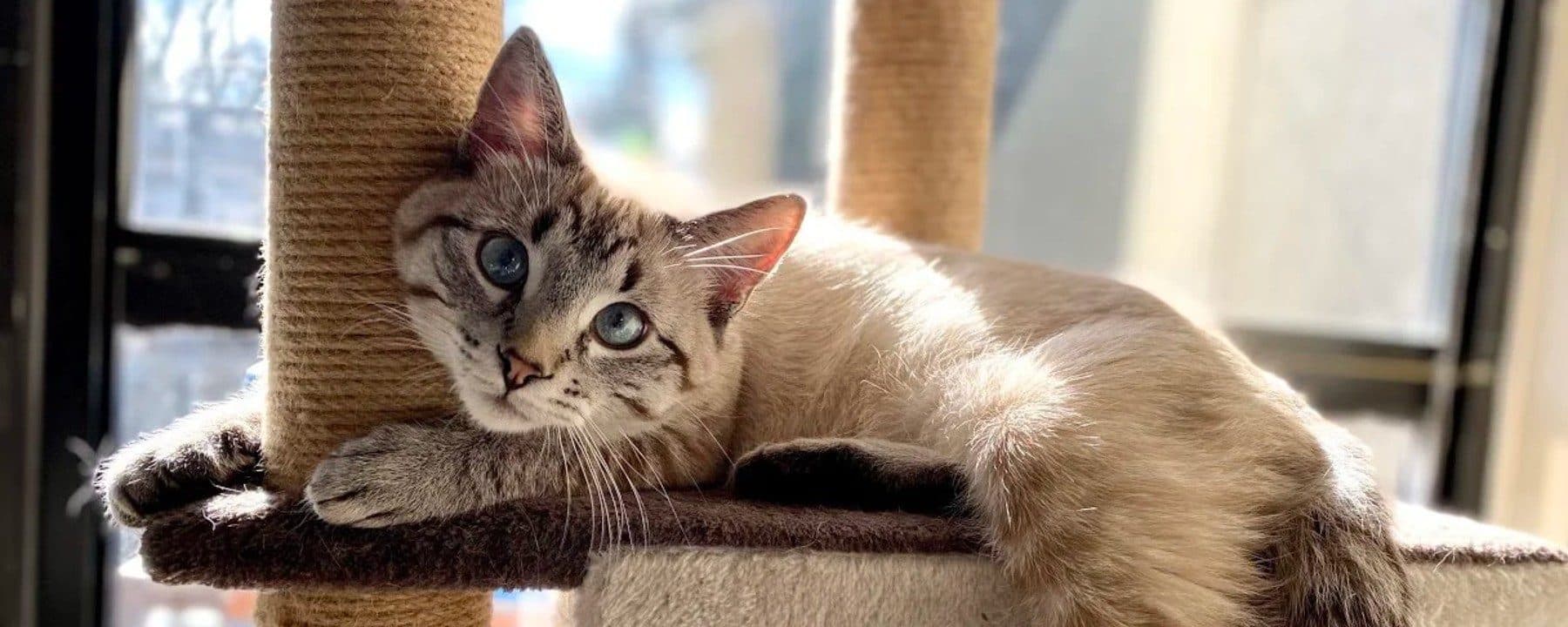 Heart and Soul Dog and Cat Rescue