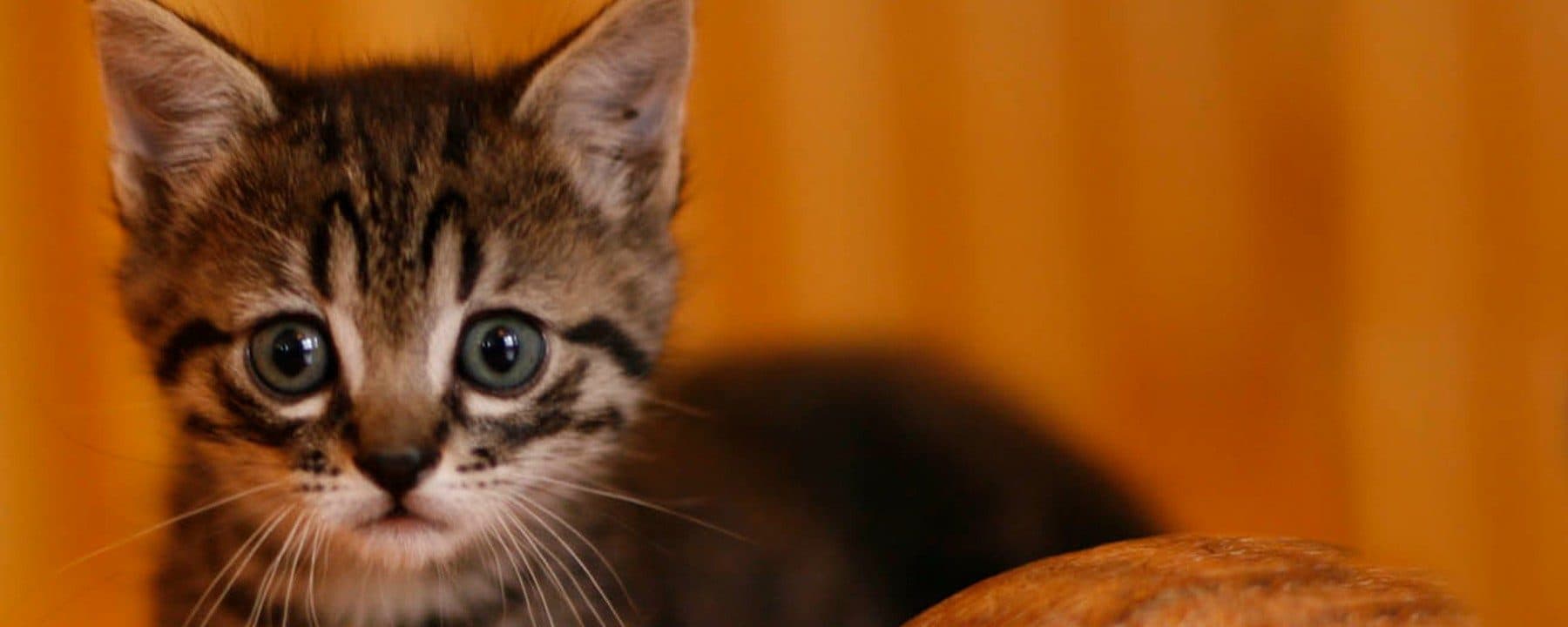KAAP – Kootenay Animal Assistance Program