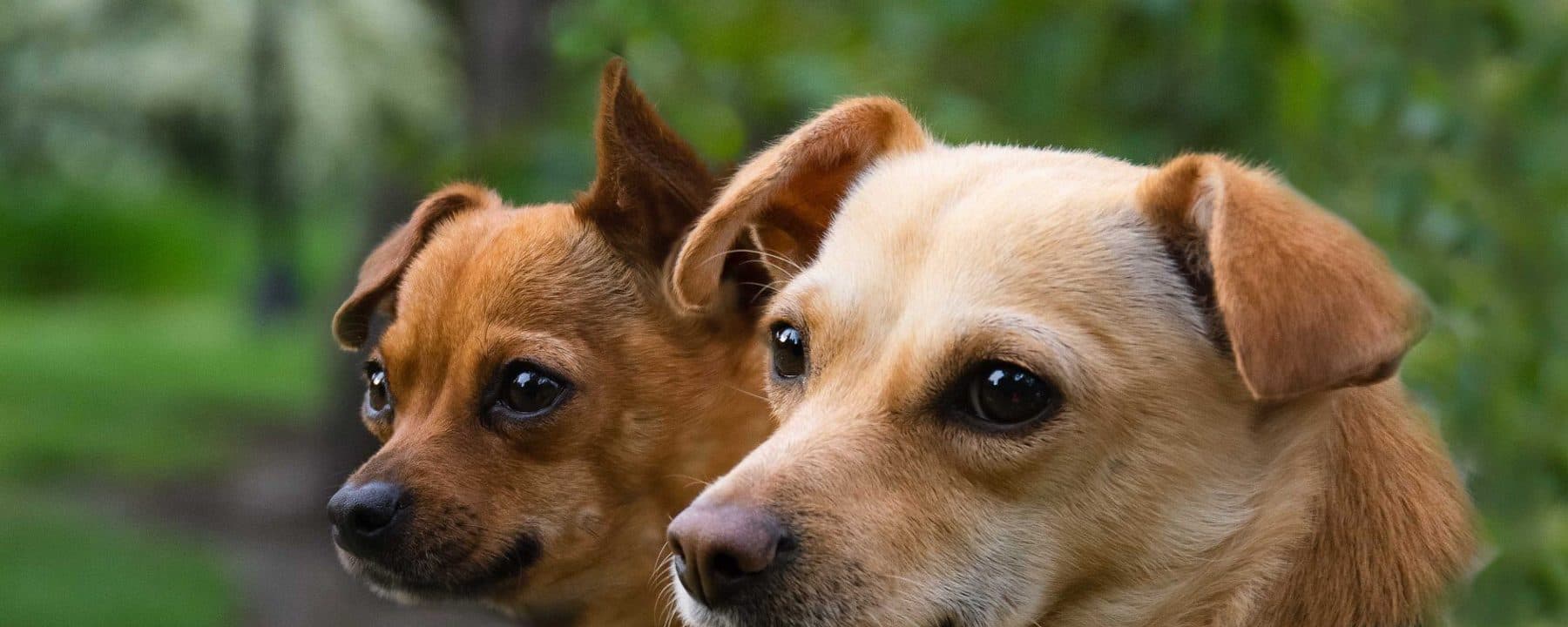 Paws It Forward
