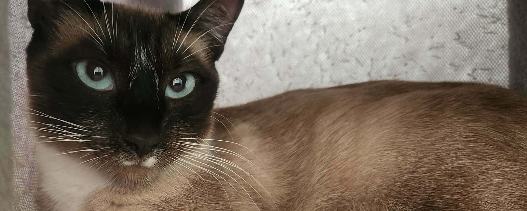 Pemberton Animal Wellbeing Society (PAWS)