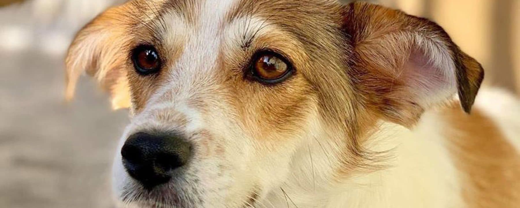 Pawsitive Animal Rescue